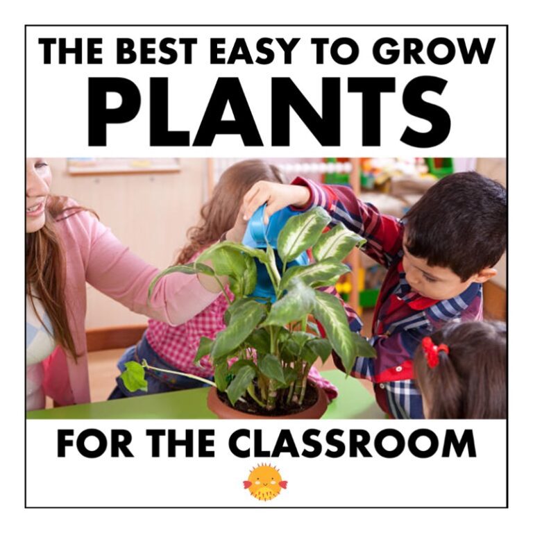 best plants for the classroom