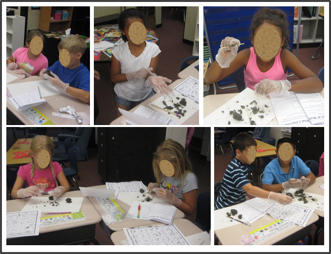 students dissecting owl pellets