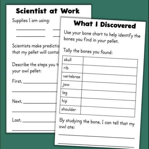 owl pellet worksheets