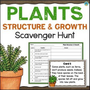 plant structure scavenger hunt